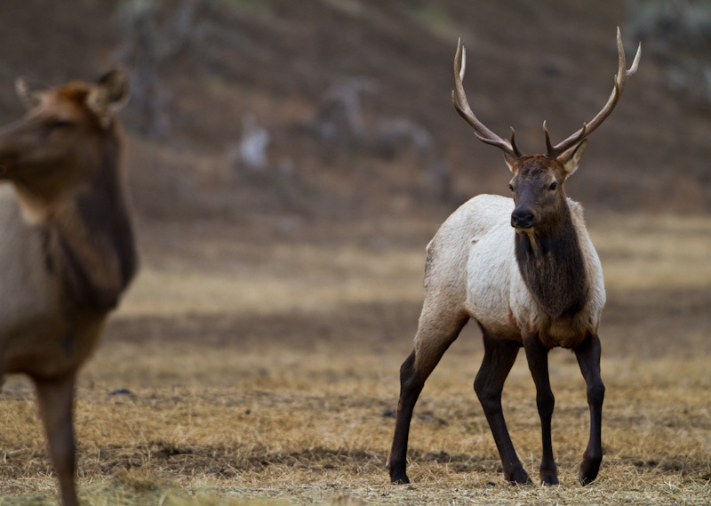 Elk